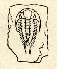 Trilobite fossil © Juulijs