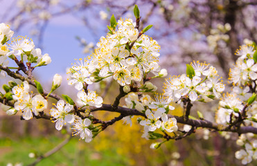 Spring Cherry Tree