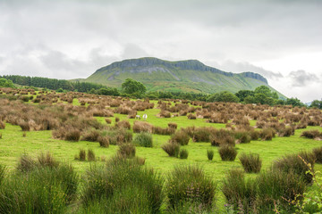 Obraz premium Colorful meadow close to Sligo, Connacht, Republic of Ireland