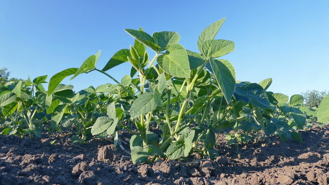 Soy bean plant closeup in spring with  blue sky HD footage