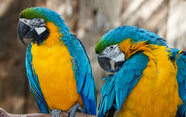 Pretty Macaw Parrots