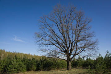 The big lonely oak tree