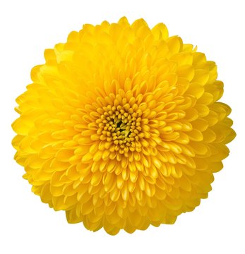 Chrysant flower on white