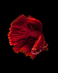 Red siamese fighting fish