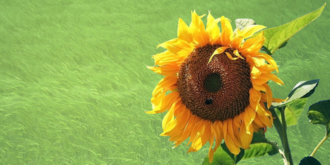 The sunflowers on the background of grass.