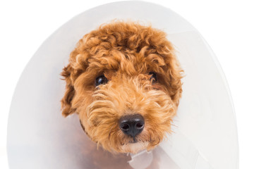 Sad poodle dog wearing protective cone collar on her neck