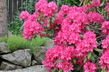 Pink rhododendron bush in the garden