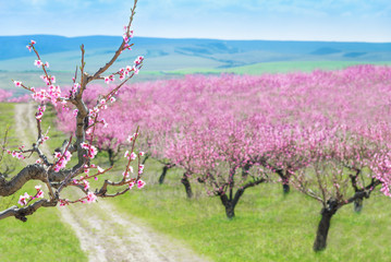 Blooming peach garden and branch - beautiful nature background