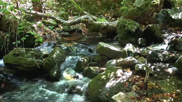 Running water in a forest stream