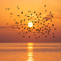 Scenic view of beautiful sunset with birds flock above sea © EMrpize