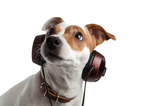 terrier listening to music on headphones