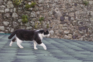 Naklejka na ściany i meble black and white cat on the roof