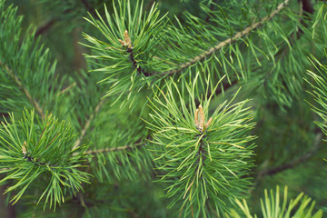 pine tree branches