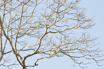 Naked branches of a tree