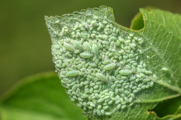 louse