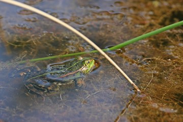 Schwimmender Teichfrosch
