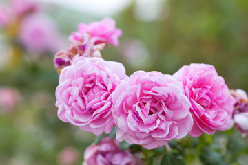Rose flowers in the garden.