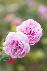 Rose flowers in the garden.