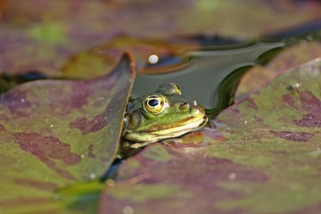 Teichfrosch zwischen Seerosenblättern
