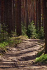 Fototapeta premium Path