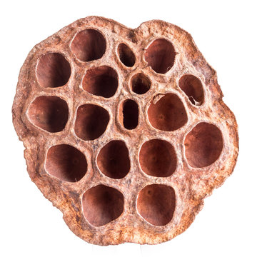 Isolated Lotus Seed Pod