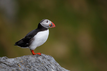 Puffin