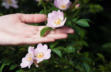 Wild rose flowers with female hand on dark background