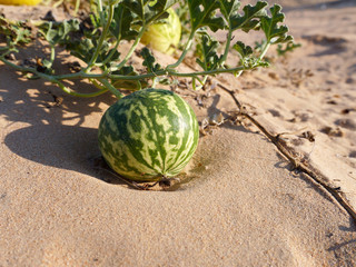Bitter cucumber colocynthis in the desert