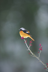 ジョウビタキ雄