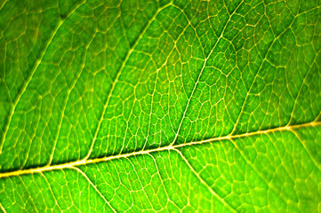 Texture of a green leaf as background