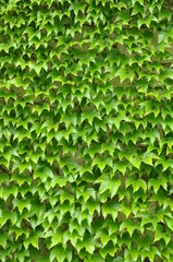 Green ivy leaves wall as background