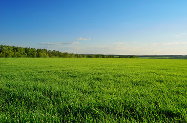 field and forest under clear sky