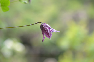 咲き始めのクレマチス