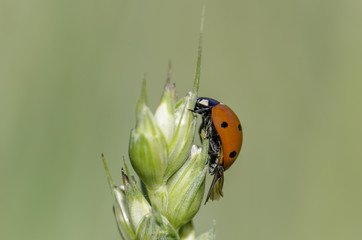 Ladybug on wheat ear, close-up