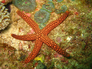 Fototapeta premium Seestern