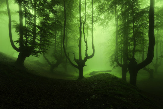 Fototapeta scary forest with green fog