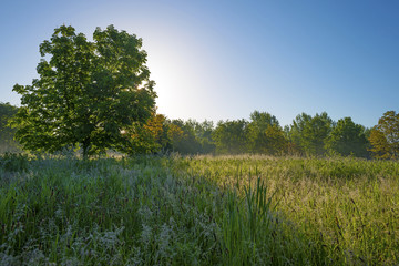 Field with trees and dewy grass at dawn in spring