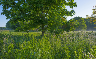 Field with trees and dewy grass at dawn in spring