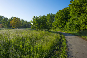 Field with trees and dewy grass at dawn in spring
