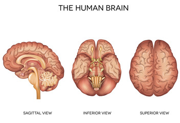 Human brain detailed anatomy - obrazy, fototapety, plakaty