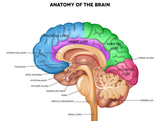 Human brain anatomy - obrazy, fototapety, plakaty
