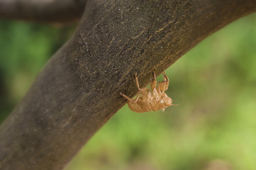 pupa of Cicada