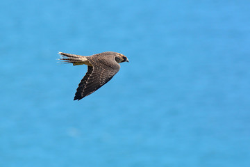 Falcone pellegrino (Falco peregrinus) giovane in volo