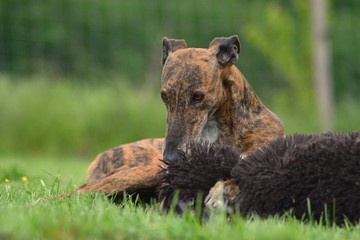 Galgo mit Spielzeug