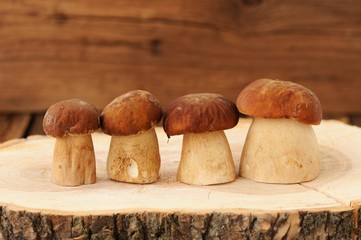 Four wild porcini mushrooms standing in a row on wooden board wi