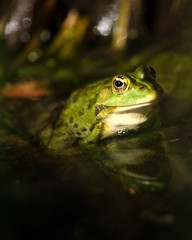 Frosch, Teichfrosch
