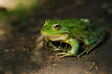 Frosch, Teichfrosch