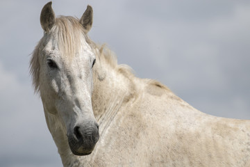 View of a white horse on top of a small hill in the countryside.