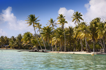 Obraz na płótnie Canvas The tropical island with palm trees in the sea..