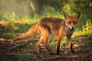 Naklejka na ściany i meble Fox on the summer forest